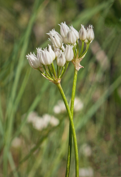 Wild Onion 2.jpg